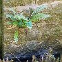 fern-1