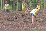 forestry_3