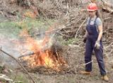 forestry_6