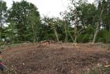 forestry_7