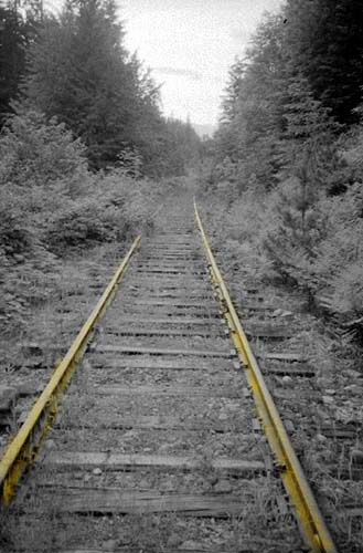 Abandoned railway line disappearing into undergrowth