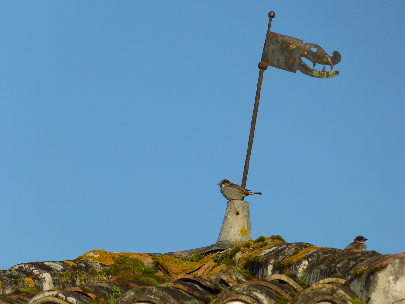 A sparrow